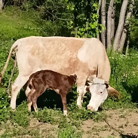 Seosko Domacinstvo Rajska Dolina Semesterbostad Banja Luka
